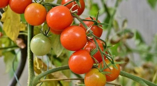 Tomates un champignon pourrait réduire utilisation engrais