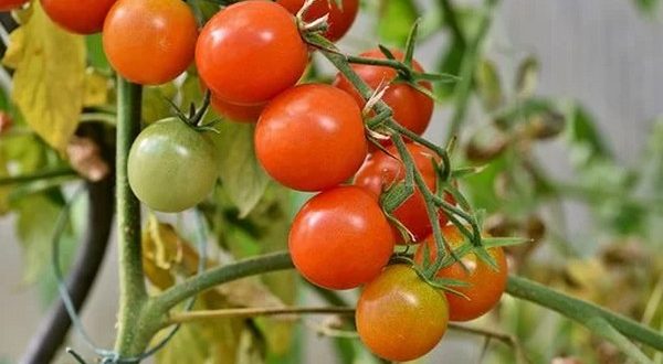 Effets du stress salin sur la capacité antioxydante des tomates