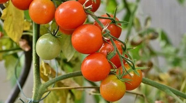 Effets du stress salin sur la capacité antioxydante des tomates