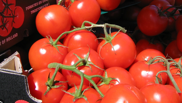 Tomate : le phénotypage haut débit pour mieux détecter les stress des cultures