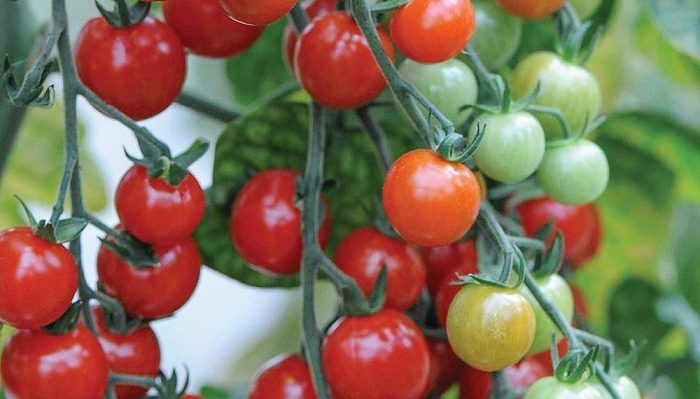 Le saviez-vous ? Le mildiou de la tomate peut « hiberner » plusieurs années