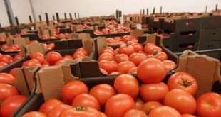 La tomate devient de moins en moins rentable