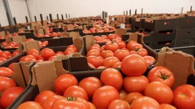 Une lutte à 4 sur le marché de la tomate en Europe