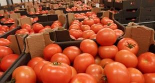 Des-tomates-marocaines-dans-un-supermarché-en-France-font-polémique