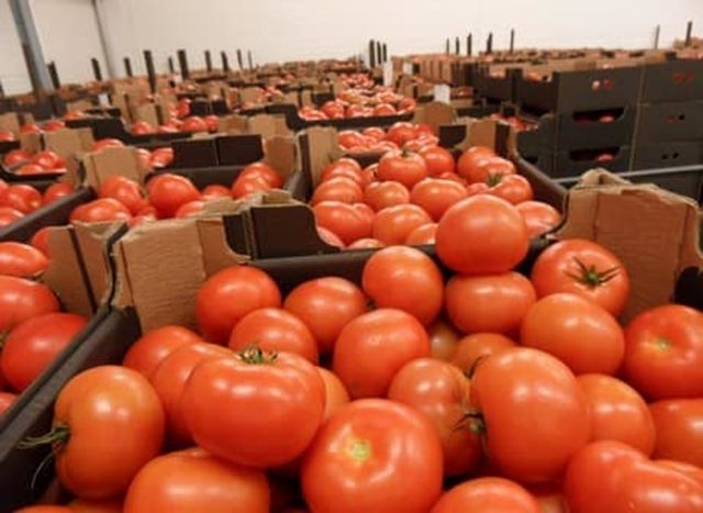Les tomates marocaines bientôt interdites en Russie ?
