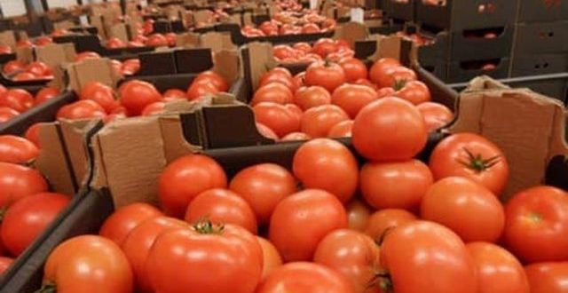 Importations de tomates marocaines Espagne donne alerte à l'Europe