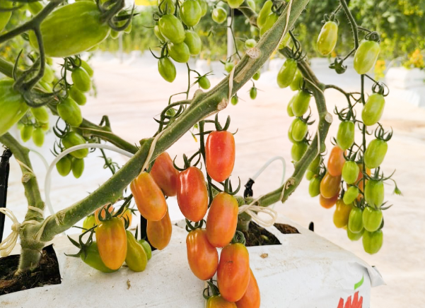 Den Berk Délice : une vision premium pour la tomate d’exportation
