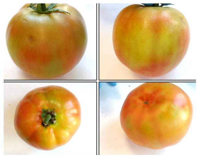 Le virus de la tomate ToFBV signalé pour la première fois en Grèce !