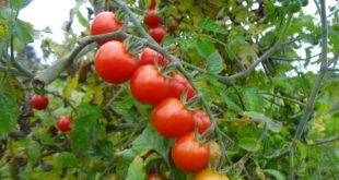 Peut-on cultiver des tomates en plein champ de manière durable ?