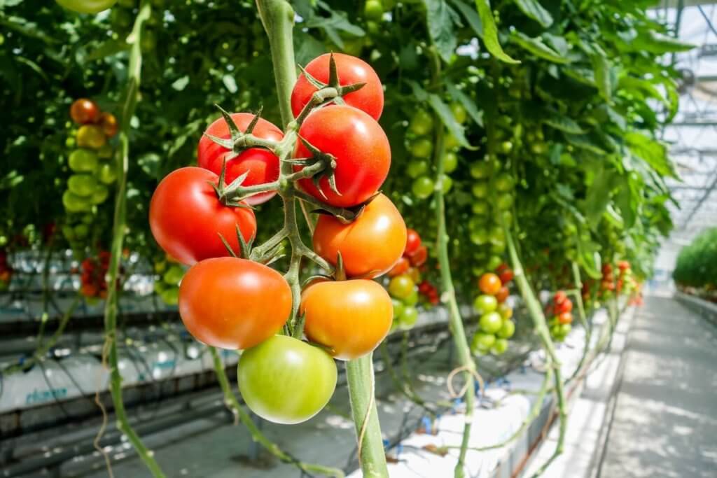 Info marché : L&rsquo;absence de tomates cerises marocaines fait grimper les prix à 12 euros/kg en Allemagne