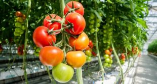 Cultiver les tomates et les concombres côte à côte : une mauvaise idée ?