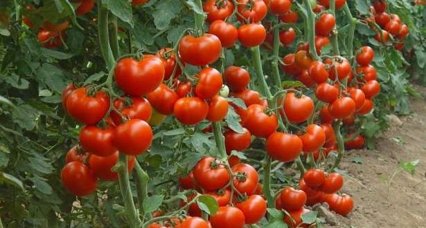 Comment réduire le stress thermique chez la tomate par application de soufre ?