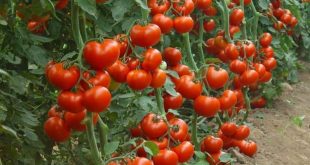 utilisation du digestat comme engrais pour la culture de la tomate