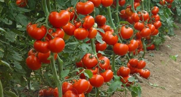 Russie : La perte des récoltes fait hausser les prix des tomates