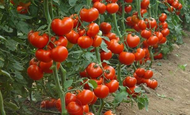Russie : La perte des récoltes engendre une hausse des prix des tomates