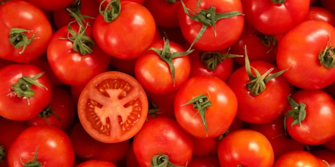 Tomate marocaine : Vers une diminution des exportations en Russie ?