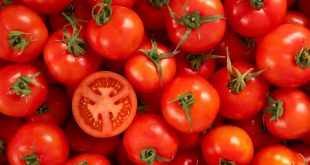 Maroc exportations de tomates UE