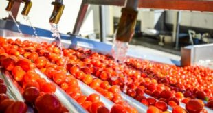 Tomates transformées Italie se classe au premier rang mondial