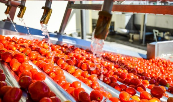 Tomates transformées : l&rsquo;Italie se classe au premier rang mondial