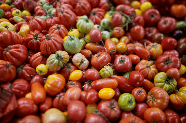 Tomates: le Maroc est le leader mondial de l&rsquo;exportation