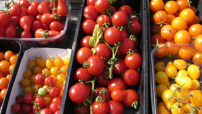 Tomates cerises: le Sénégal soutient ses producteurs