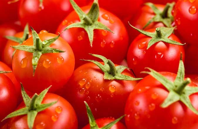 Les ravageurs responsables de la fumagine sur tomates