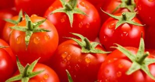 eau recyclée pour les tomates de serre