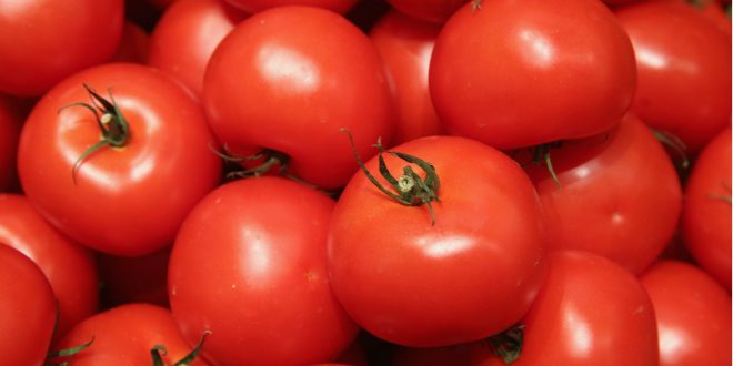 Alerte sur les tomates polonaises pour excès de pesticides