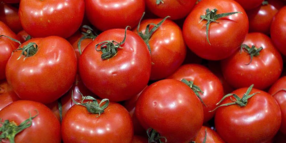 Tomates : Baisse drastique des superficies au Portugal