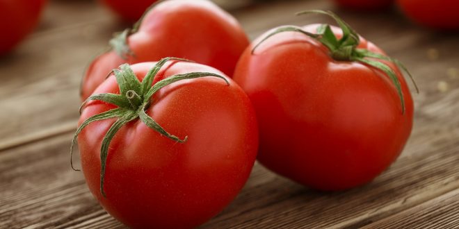 Almeria baisse drastique des prix des tomates
