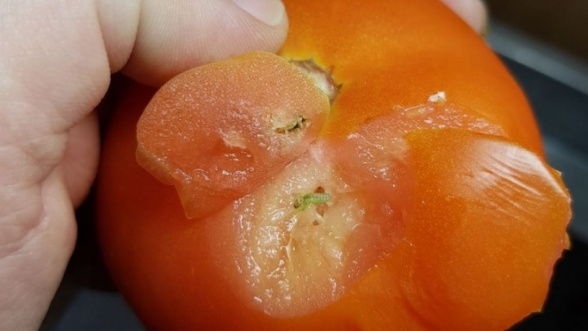 La Russie bloque 211 tonnes de tomates marocaines après la découverte de la teigne de la tomate