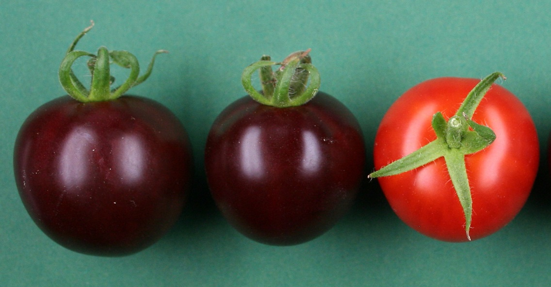 Bientôt des tomates violettes ?