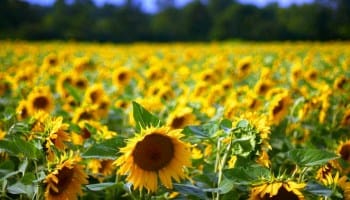 Lancement du programme « Maghreb Oléagineux » pour la promotion des semences de colza et de tournesol.
