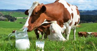 Lait : SILDA déploie 70 millions de dirhams pour se renforcer