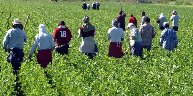 Italie régularise 2627 travailleurs agricoles marocains