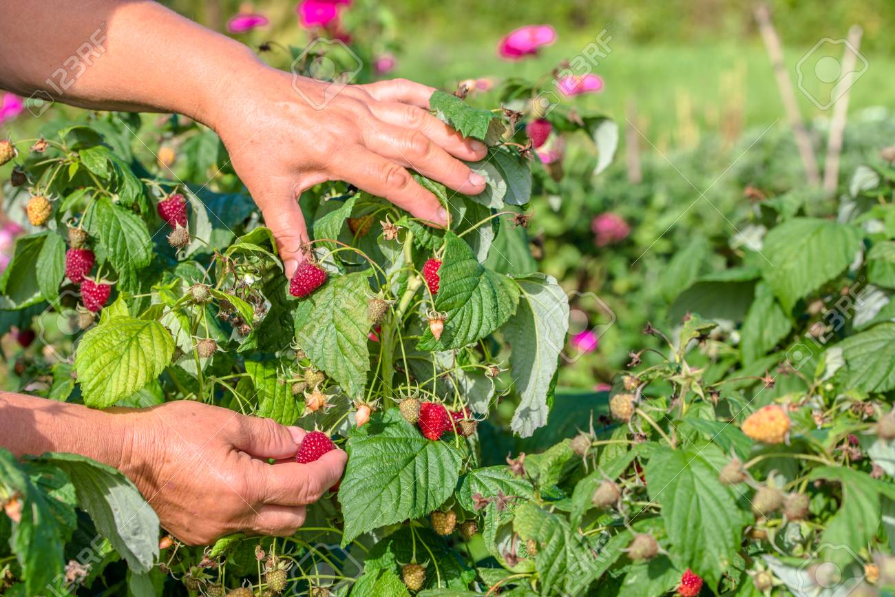 Les maladies qui touchent le framboisier au Maroc