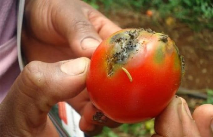 Tuta Absoluta: Essai du programme phytosanitaire