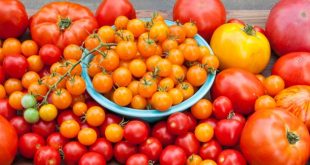 Espagne : les tomates bio coûtent 35% plus chères que celles conventionnelles