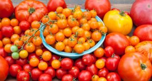 Le Maroc a fortement augmenté ses exportations de tomates en Allemagne