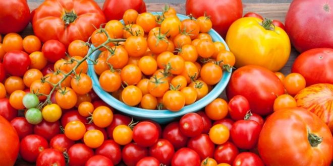 Le Maroc a fortement augmenté ses exportations de tomates en Allemagne