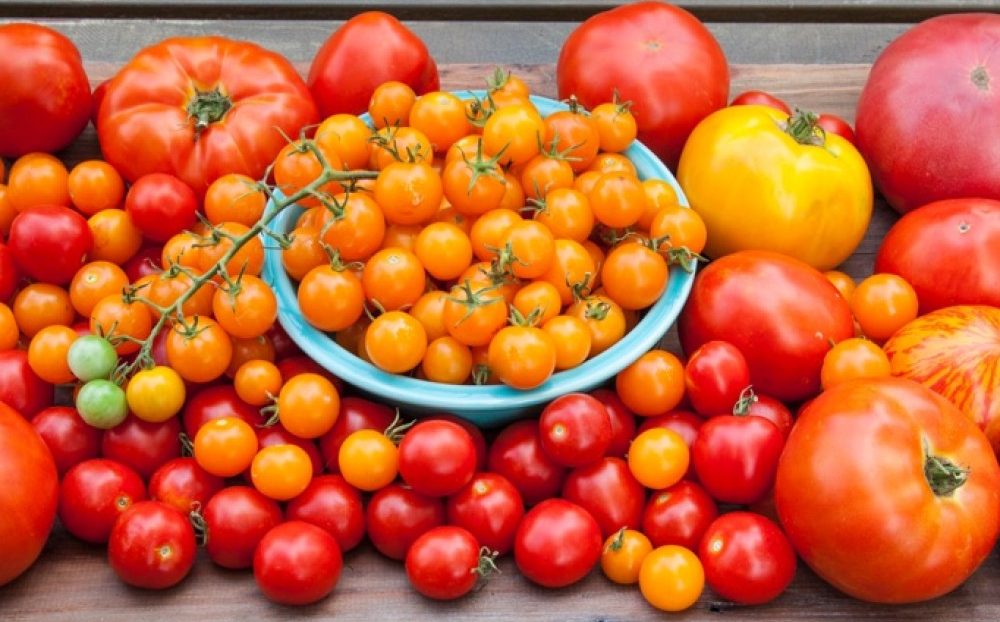Le Maroc est le 4ème fournisseur de l&rsquo;Allemagne en tomates