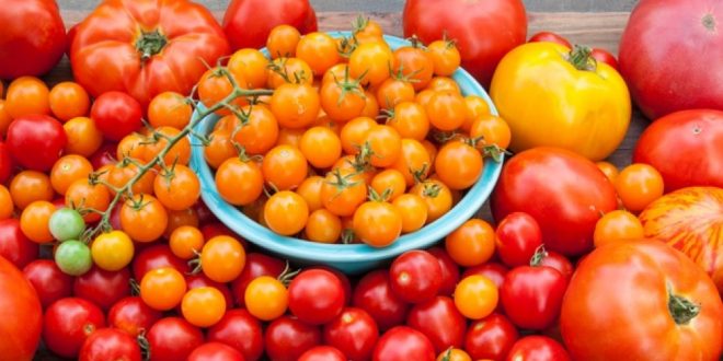 Marché mondial de la tomate : prix, offre, demande...