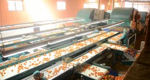 Fruits: 109 millions de dirhams pour une station d'emballage de fruits et légumes à Dakhla