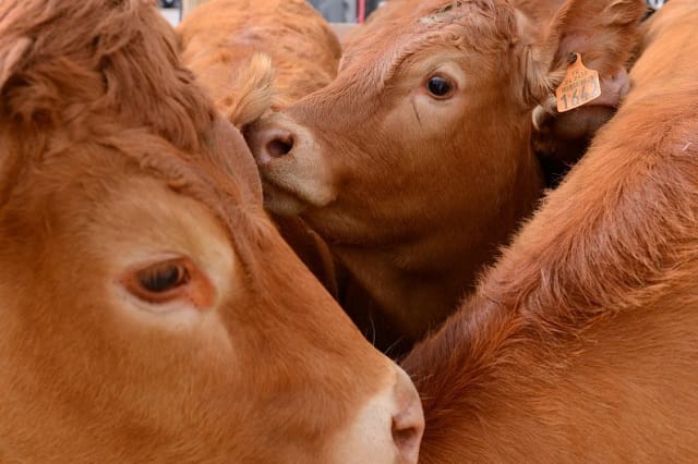 Suite au cas de vache folle une centaine de bovins seront abattus en France