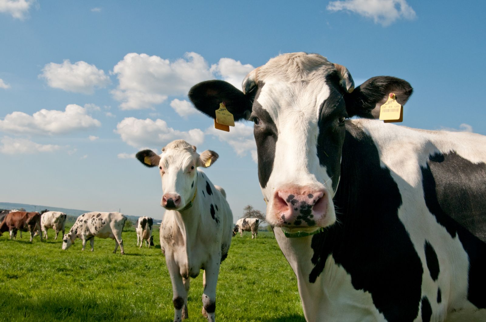 L&rsquo;allemand Bayer vend son activité de santé animale à l&rsquo;américain Elanco