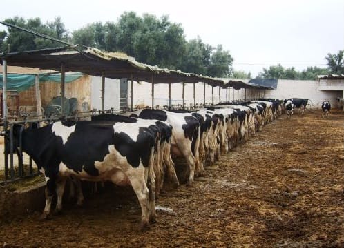 Fièvre aphteuse: vaccination d’environ 60% des bovins au niveau national
