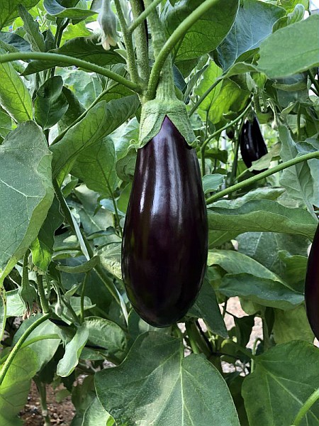 La culture de l&rsquo;aubergine au Maroc