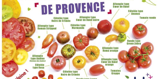 Idyl : Les tomates anciennes à l'honneur