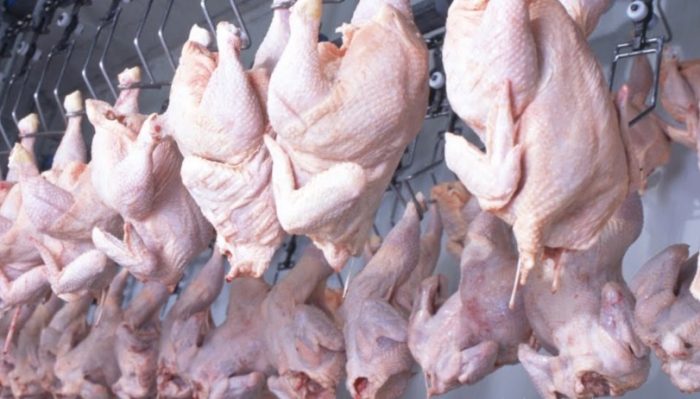 Le Maroc et la Tunisie produisent 70% de la production de dinde en Afrique