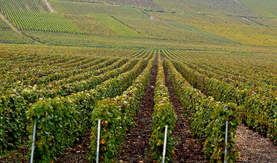 Insolite : Un cratère formé par l&rsquo;impact d&rsquo;une météorite découvert dans un vignoble français